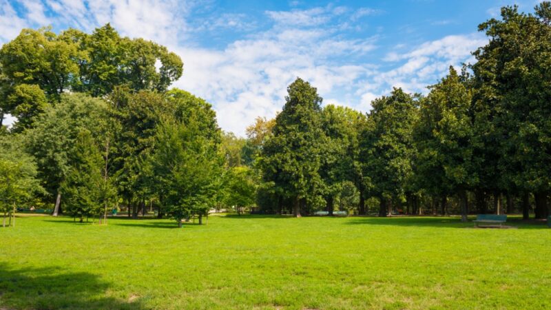 Nadchodzi zielona metamorfoza: Gostyń inwestuje 15 milionów w miejskie skwery i parki