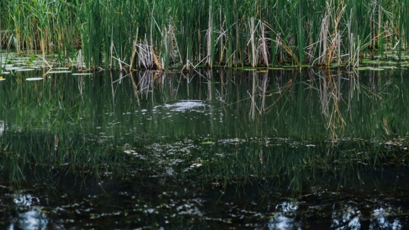 Projekt "Zarządzanie zasobami wodnymi" zdobywa fundusze na rewitalizacje stawów i zbiorników wodnych w Wielkopolsce